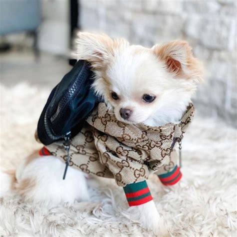 cat gucci sweater|gucci dog jacket sale.